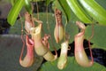 Nepenthes alata Pitcher plant