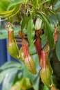 Nepenthes alata is a species of pitcher plant in the pitcher plant family (Nepenthaceae). Royalty Free Stock Photo