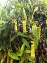 Nepenthes alata is a tropical pitcher plant Royalty Free Stock Photo