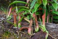 Nepenthes tropical pitcher plant