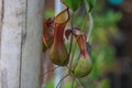 Nepenthes alata in the Philippines