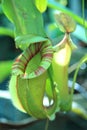 Nepenthes alata is a tropical pitcher plant endemic to the Philippines. It is carnivorous and uses its nectar to attract insects Royalty Free Stock Photo