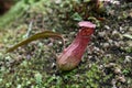 Nepenthes albomarginata carniverous plant Royalty Free Stock Photo