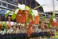 Nepenthes also known as tropical pitcher plants, is a genus of carnivorous plants. Royalty Free Stock Photo