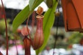 Nepenthes also known as tropical pitcher plants, is a genus of carnivorous plants. Royalty Free Stock Photo