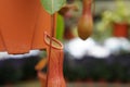 Nepenthes also known as tropical pitcher plants, is a genus of carnivorous plants. Royalty Free Stock Photo