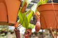 Nepenthes also known as tropical pitcher plants, is a genus of carnivorous plants. Royalty Free Stock Photo