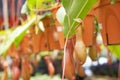 Nepenthes also known as tropical pitcher plants, is a genus of carnivorous plants. Royalty Free Stock Photo