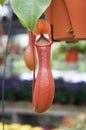 Nepenthes also known as tropical pitcher plants, is a genus of carnivorous plants. Royalty Free Stock Photo