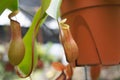 Nepenthes also known as tropical pitcher plants, is a genus of carnivorous plants. Royalty Free Stock Photo