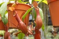 Nepenthes also known as tropical pitcher plants, is a genus of carnivorous plants. Royalty Free Stock Photo