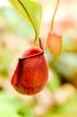 Nepenthes ampullaria Royalty Free Stock Photo