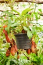 Nepenthes ampullaria Royalty Free Stock Photo