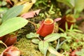 Nepenthes ampullaria Royalty Free Stock Photo