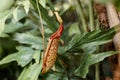 Nepenthes ampullaria, a carnivorous plant in a botanical garden. Nepenthe tropical carnivore plant