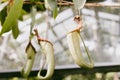 Nepenthes ampullaria, a carnivorous plant in a botanical garden. Nepenthe tropical carnivore plant