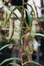 Nepenthes ampullaria, a carnivorous plant in a botanical garden. Nepenthe tropical carnivore plant