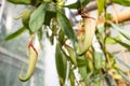 Nepenthes ampullaria, a carnivorous plant in a botanical garden. Nepenthe tropical carnivore plant