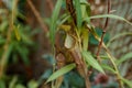 Nepenthes ampullaria, a carnivorous plant in a botanical garden. Nepenthe tropical carnivore plant