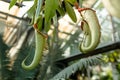 Nepenthes ampullaria, a carnivorous plant in a botanical garden. Nepenthe tropical carnivore plant