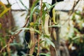 Nepenthes ampullaria, a carnivorous plant in a botanical garden. Nepenthe tropical carnivore plant