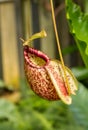 Nepenthes ampullaria, a carnivorous plant Royalty Free Stock Photo