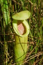 Nepenthes ampullaria Royalty Free Stock Photo