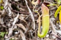 Nepenthes ampullaria Jack on blurry background