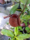 Nepenthes ampullaria Royalty Free Stock Photo