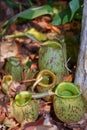 Nepenthes ampullaria pitcher on the forest besides dry leaves Royalty Free Stock Photo