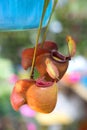 Nepenthes ampullaria And Pitcher plant Royalty Free Stock Photo