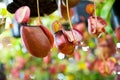 Nepenthes ampullaria and Pitcher plant Royalty Free Stock Photo