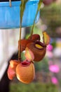 Nepenthes ampullaria and Pitcher plant Royalty Free Stock Photo