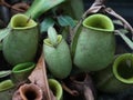 Nepenthes ampullaria or pitcher plant growing at the plant development station at the Bukit Dua Belas National Park resort office Royalty Free Stock Photo