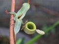 Nepenthes ampullaria or pitcher plant growing at the plant development station at the Bukit Dua Belas National Park resort office Royalty Free Stock Photo