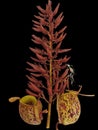 Lower pitcher and ripe seedpod of Nepenthes ampullaria tricolor