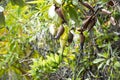 Wild Orchid, Nepenthes ampullaria, Pitcher Plant, Evolved Away from Carnivorous Plant. Plant hanging on Rocks in in Indonesia. Royalty Free Stock Photo