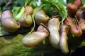 Nepenthes bellii Royalty Free Stock Photo