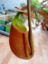 The Lower Pitcher of Nepenthes bicalcarata