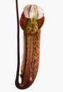 Nepenthes blossom