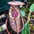 Nepenthes burbidgeae Royalty Free Stock Photo