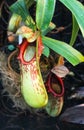 Nepenthes Burkei, a Carnivorous Pitcher Plant, Japan