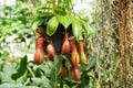 Nepenthes burkei tropical pitcher plant. They produce nectar in their leaves to catch insects