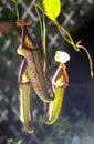 Nepenthes carnivores plant