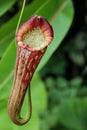 Nepenthes