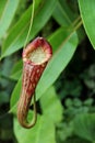 Nepenthes