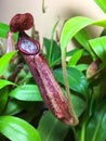 Nepenthes