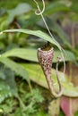 Nepenthes, carnivorous plant Royalty Free Stock Photo