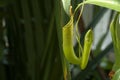 Nepenthes carnivorous plant close up Royalty Free Stock Photo