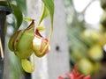 Nepenthes carnivorous plant Royalty Free Stock Photo